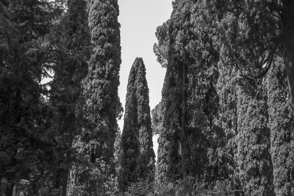 Roman trees